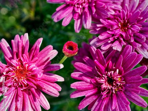 A colorful group of cheerful light and dark pink asters  in a garden.