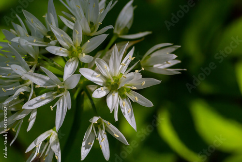 Beautiful blooming white flowers of ramson - wild garlic Allium ursinum plant in homemade garden. Close-up. Organic farming, healthy food, BIO viands, back to nature concept