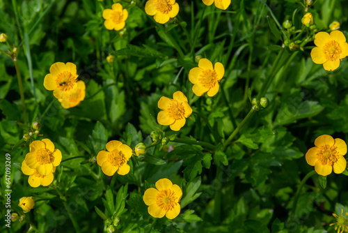Close-up of Ranunculus repens, the creeping buttercup, is a flowering plant in the buttercup family Ranunculaceae, in the garden © Oleh Marchak