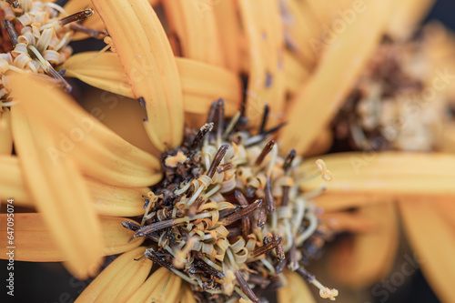 Yellow ligularia flowers close up. Macro.Floral soft yellow background.selective focus. photo