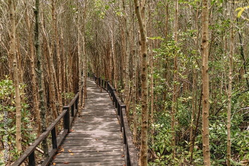 Wooden walk path in mangrove forest made for tourist.
