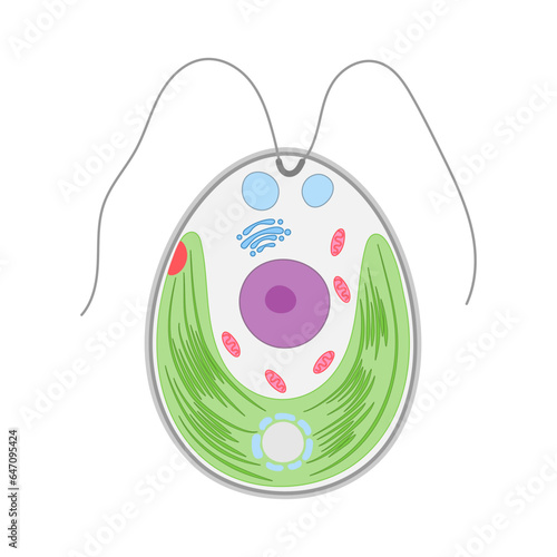 Structure of Chlamydomonas. Green algae on a white background.