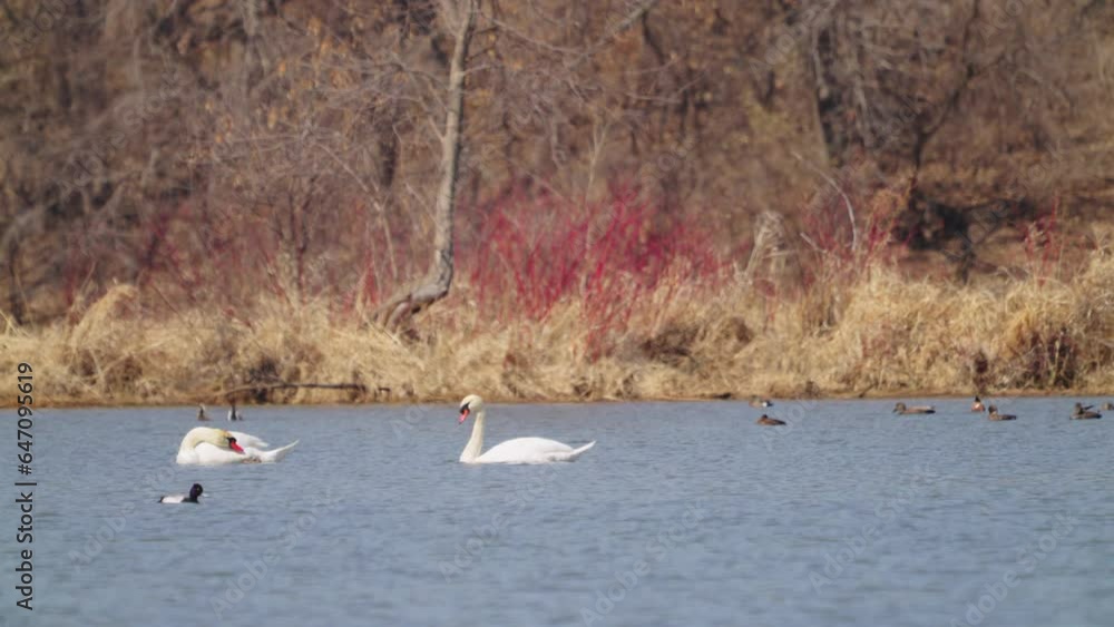 Swans and ducks swimming in a river, static zoom Swans and ducks swimming in a river, static zoom