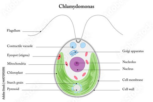 Structure of Chlamydomonas. Diagram. Green algae on a white background.