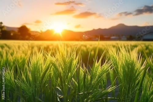 Rice field with sunset time background.