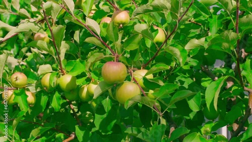 Apple orchard on a sunny summer day with hanging apples