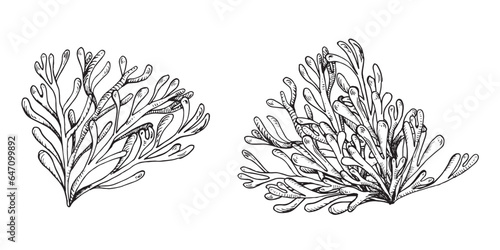 Sea plants ink hand drawn illustration isolated on white background. Single pink agar agar seaweed, phyllophora black white line vector. Design element for package, label, wrapping, marine collection