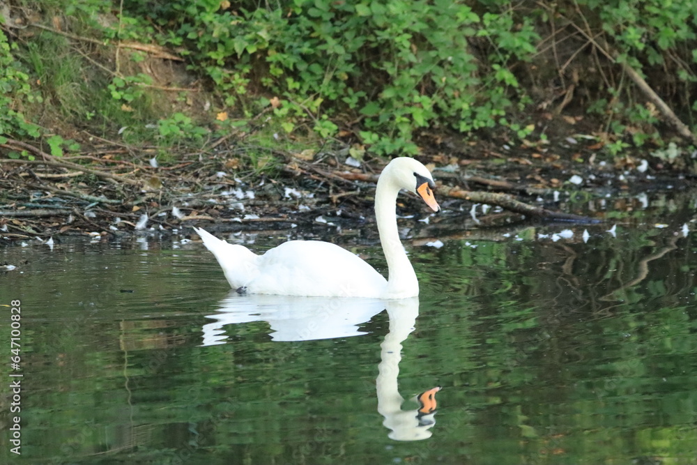 spree, schlaubetal, schwan, natur, höckerschwan