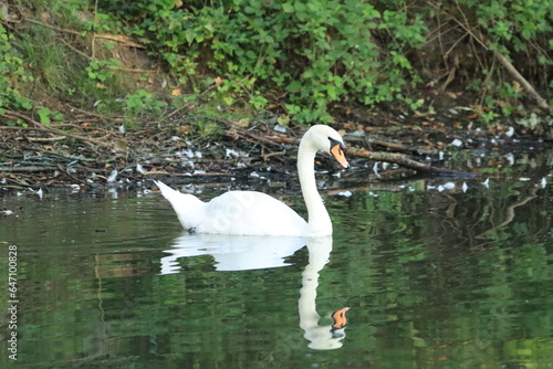 spree  schlaubetal  schwan  natur  h  ckerschwan