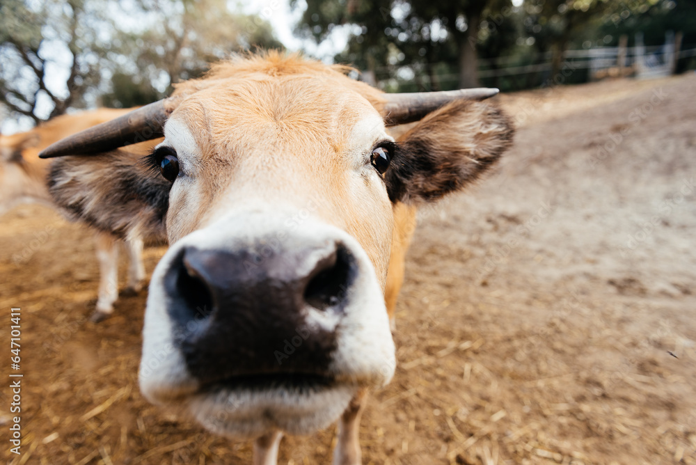 Muzzle of domestic cow with horns standing on farmland with green trees in daylight Muzzle of domestic cow with horns standing on farmland with green trees in daylight