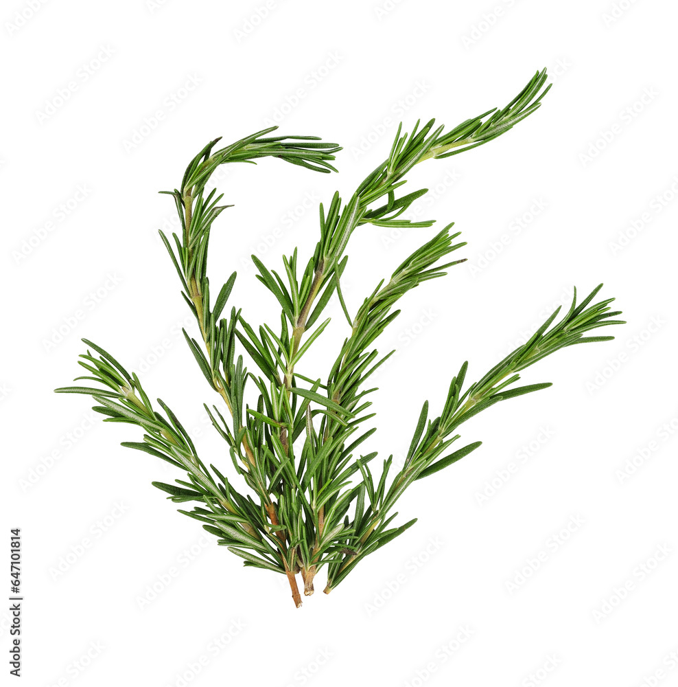 Fototapeta premium rosemary transparent png
