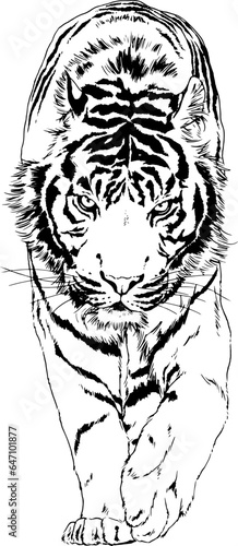 large striped tiger drawn ink sketch in full growth	
