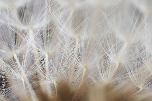 dandelion seeds texture © jonnysek