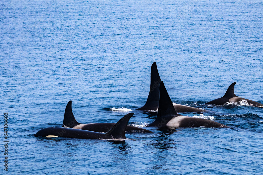 Fototapeta premium 羅臼のシャチクルーズ