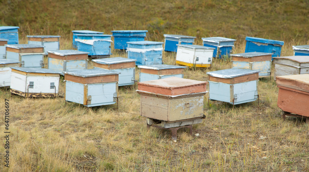 Many beehives at the nature. Many beehives at the nature.
