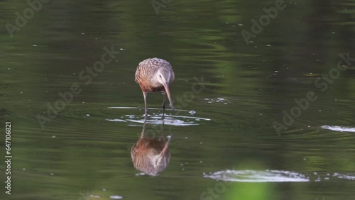 A Hudsonian Godwit feeding in the late evening light in a lake. photo