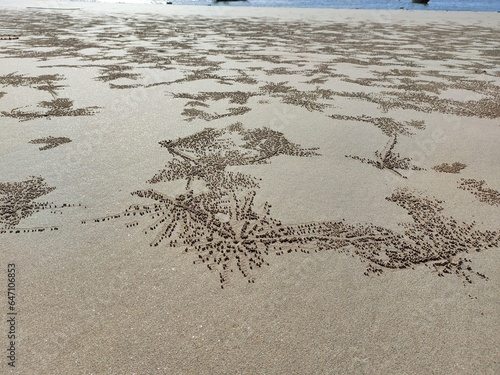 Foto hummocks at the beach