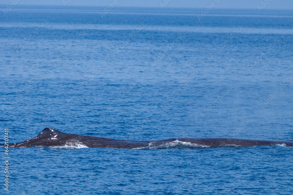 Fototapeta premium ホエールウォッチングでマッコウクジラを見る