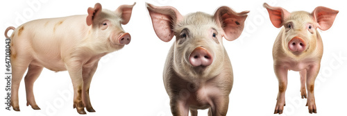 Domestic pig collection (standing, portrait, side view), animal bundle isolated on a white background as transparent PNG