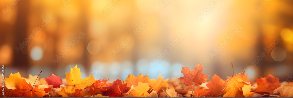 blurry red yellow and orange autumn leaves in the park. Border of autumn leaves on a sunny day
