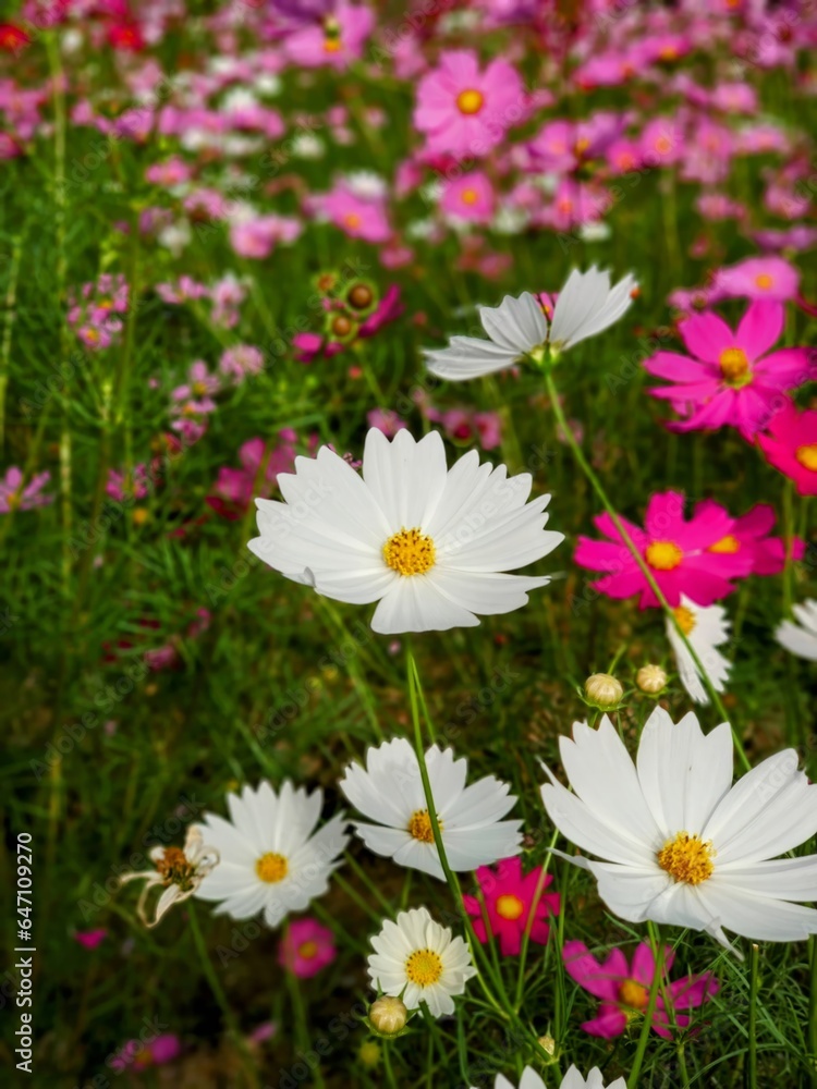 daisies in a garden daisies in a garden