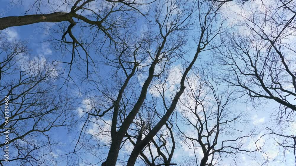 View from the bottom of the park trees. White clouds, blue sky. View from the bottom of the park trees. White clouds, blue sky.