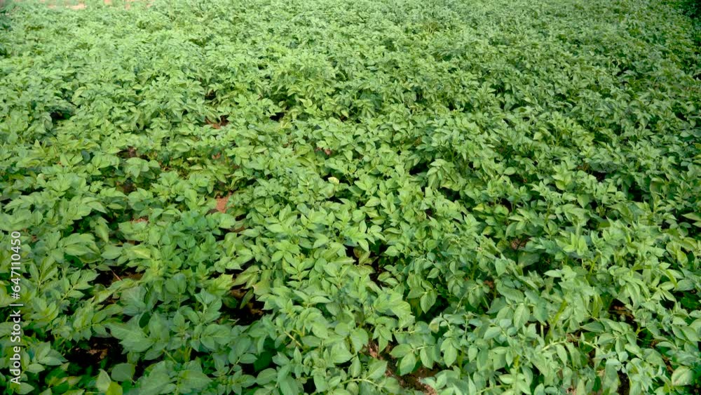 Lush greenery and diverse trees adorn the Indian landscape, embodying the essence of nature's beauty, a testament to ongoing tree plantation efforts. Lush greenery and diverse trees adorn the Indian landscape, embodying the essence of nature's beauty, a testament to ongoing tree plantation efforts.