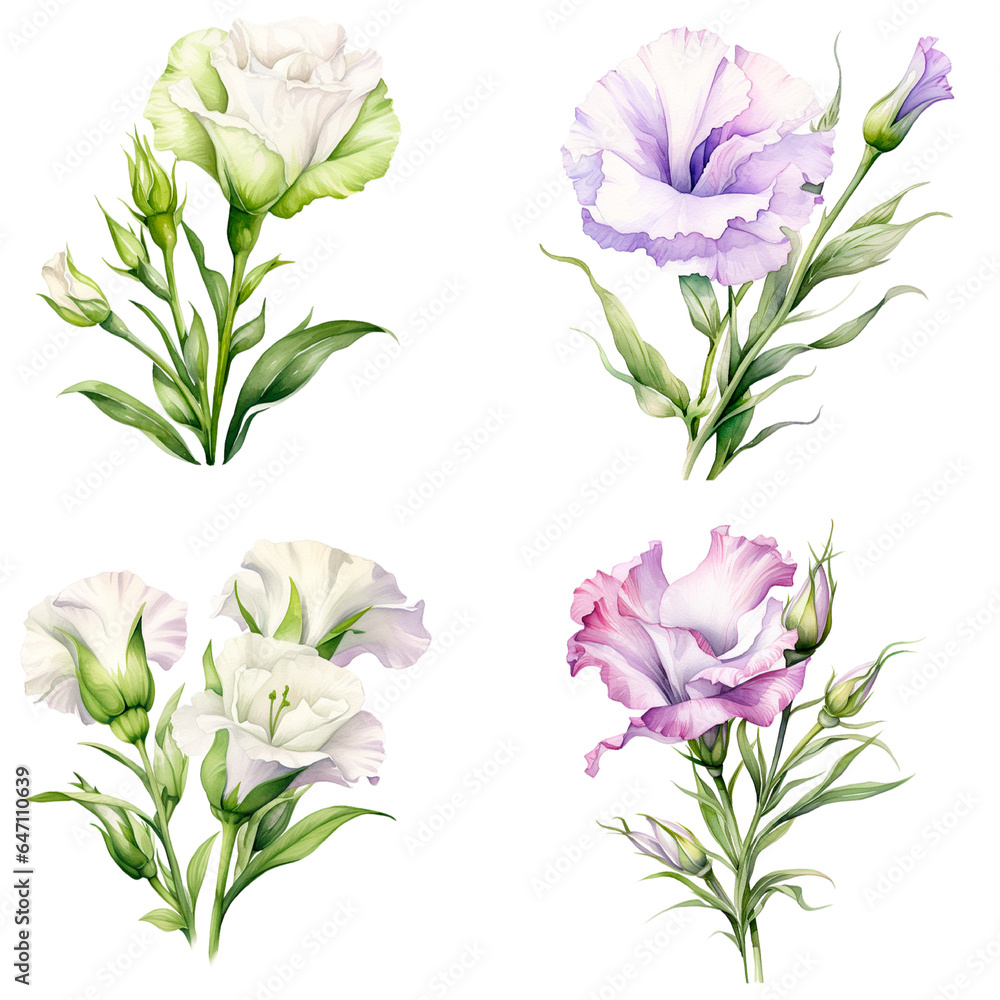 Set of watercolor lisianthus flower on transparent background.