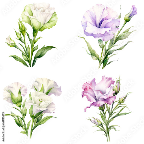 Set of watercolor lisianthus flower on transparent background.