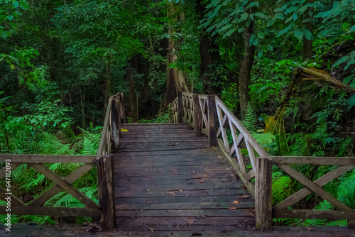 An ancient wooden bridge that stretches into the forest to serve as a nature trail.