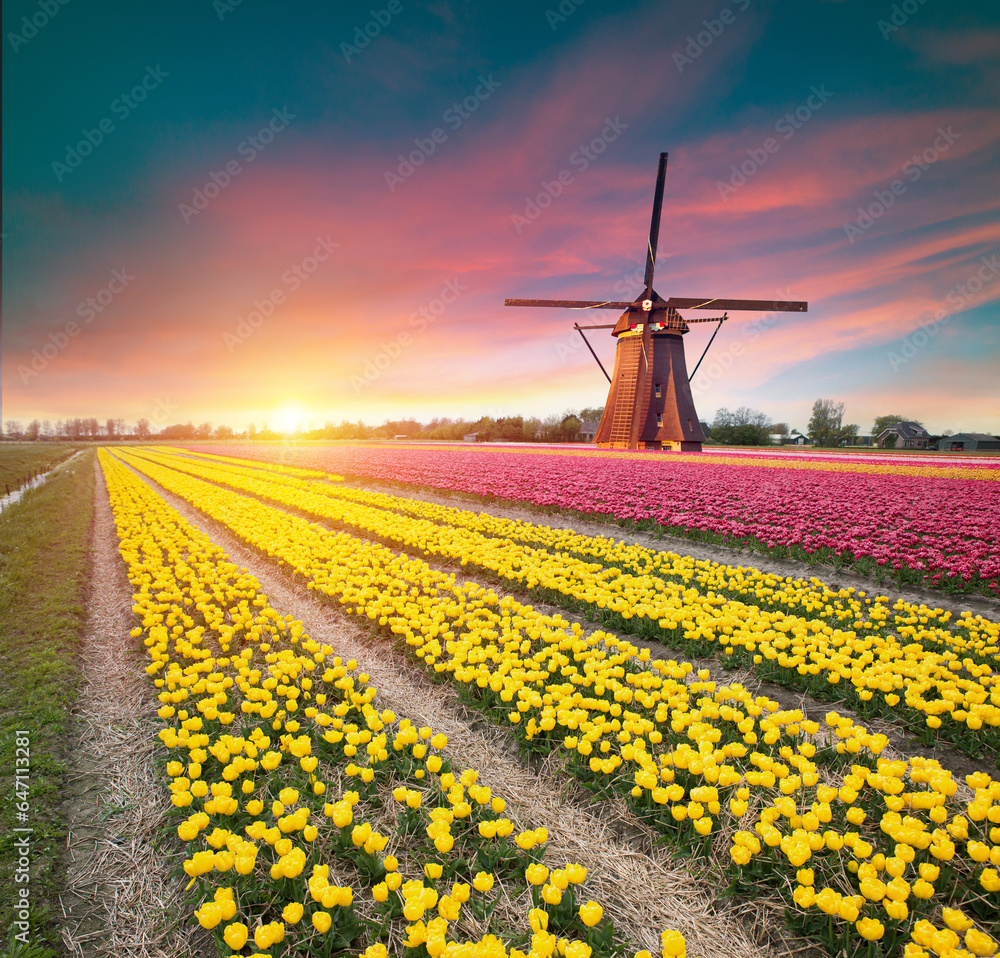 Amsterdam Netherlands, city skyline at canal waterfront with spring tulip flower. High quality photo