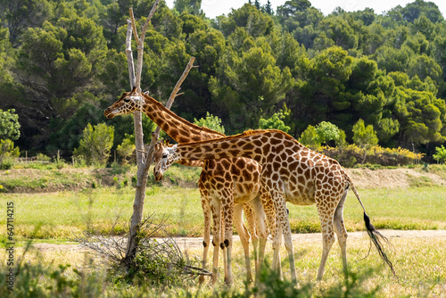 Cuadro en lienzo Girafe à la Réserve africaine de Sigean