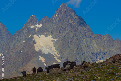 wild yak herd graze on  mountain  slope © Yuriy Kulik