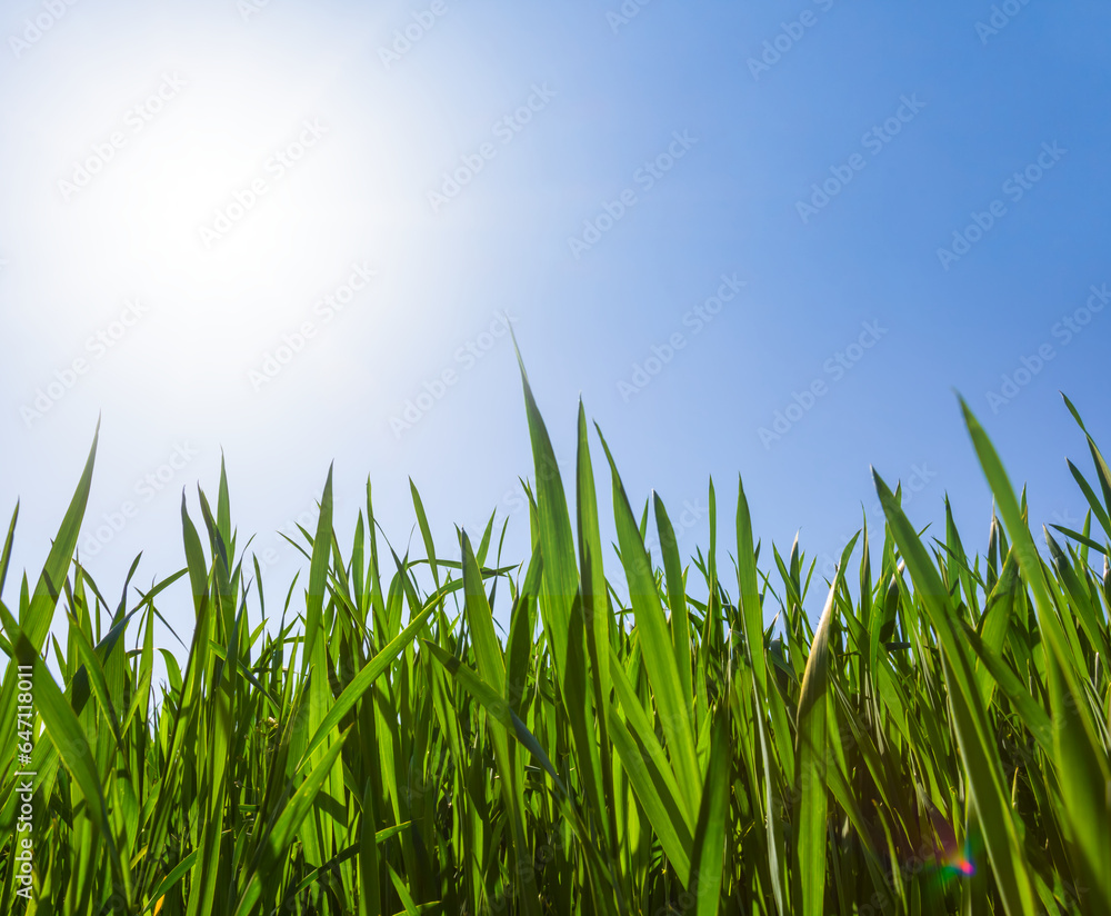 Fototapeta premium closeup green grass sprouts in light of sparkle sun