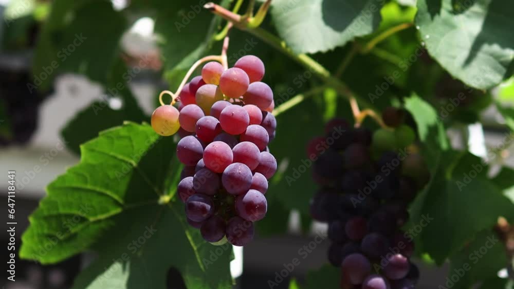 ripening grapes in the sun video ripening grapes in the sun video