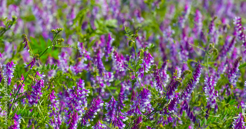 closeup wild violet flowers in prairie grass, natural outdoor background