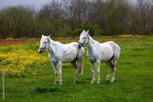 two white horses in a foggy forest  Bolu  Turkey