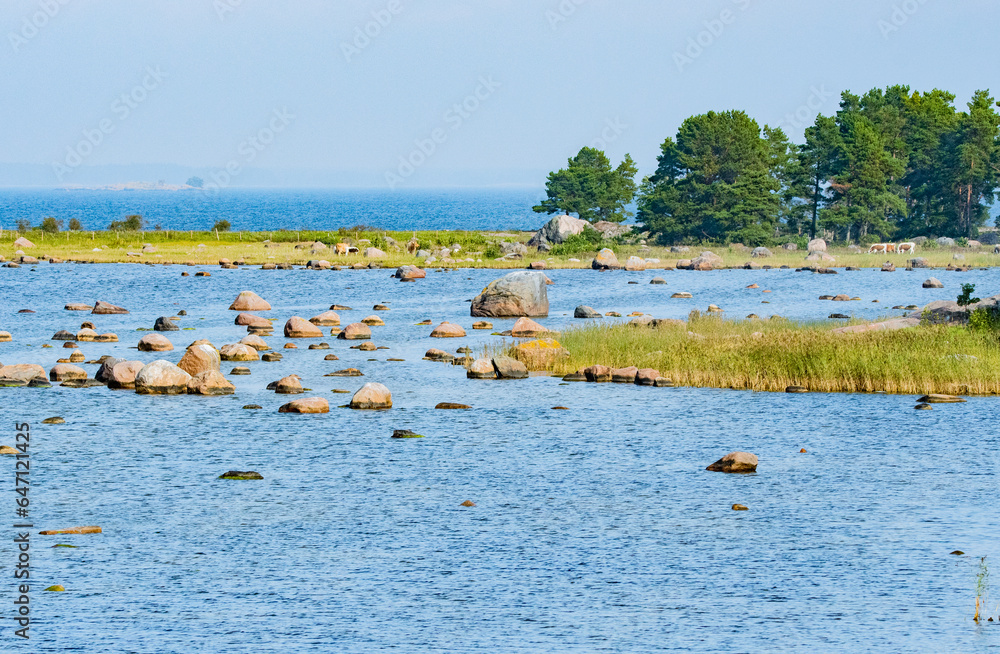 Nature reserve with cows grazing in the archipelago in Finland