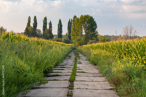 Roads with concrete slabs through a field with corn and trees on a summer day
