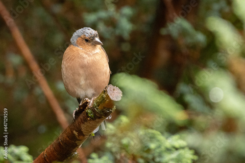 Chaffinch on a branch