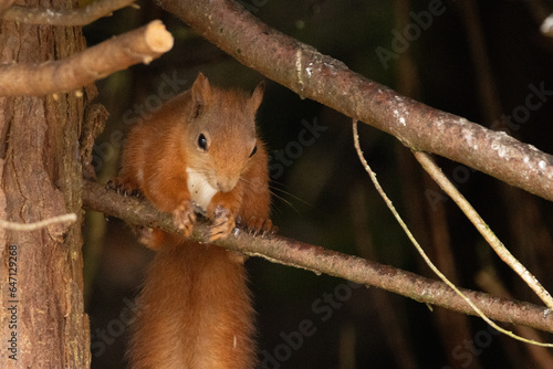Red Squirrel hiding nuts