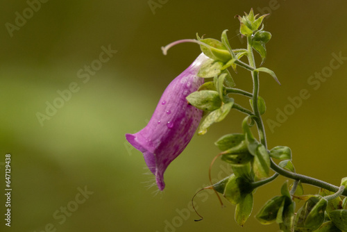 flower in the garden