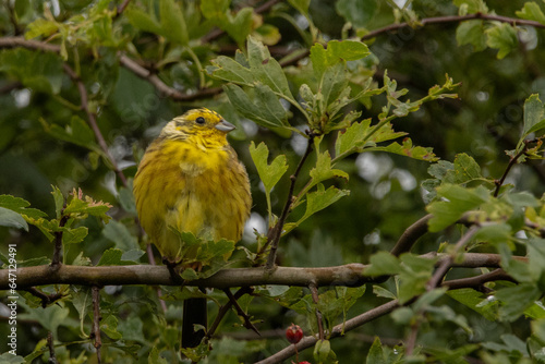 Yellowhammer in a tree