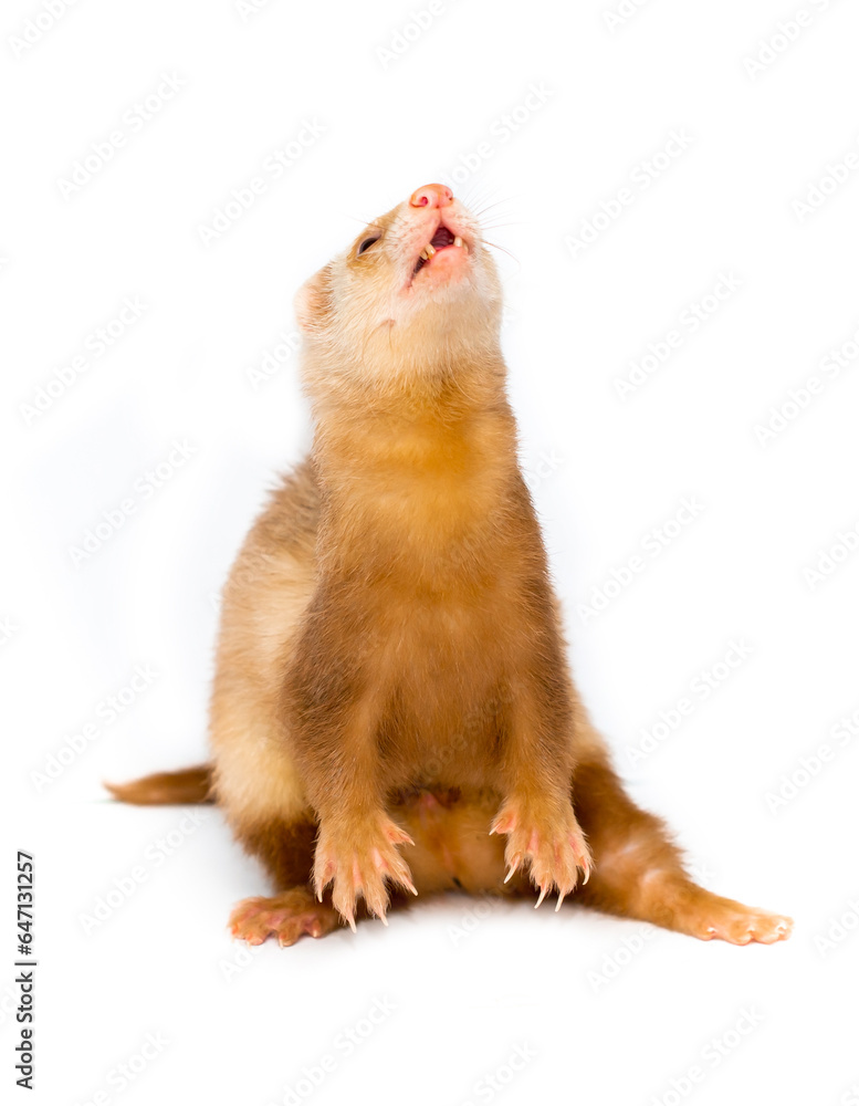 Ferret on a white background is insulated. Light color of the pet. Ermine, weasel, marten. Ferret on a white background is insulated. Light color of the pet. Ermine, weasel, marten.