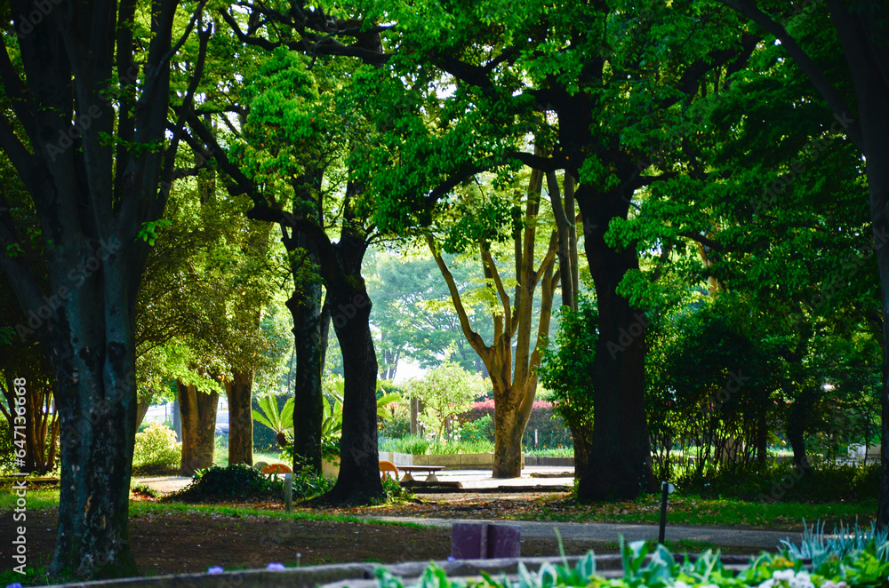 Obraz premium 公園の木々の先にに見える光