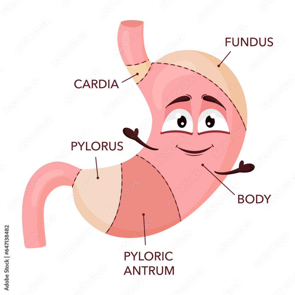Obraz premium Human stomach anatomy. Cartoon stomach character with face. Medical educational diagram