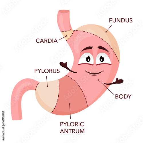 Human stomach anatomy. Cartoon stomach character with face. Medical educational diagram