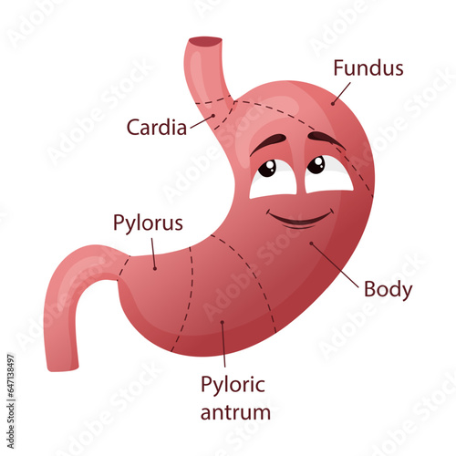 Cartoon character stomach with face. Medical diagram. Vector illustration isolated on white background