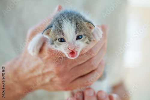 Grey adorable kitty in male hand on white background
