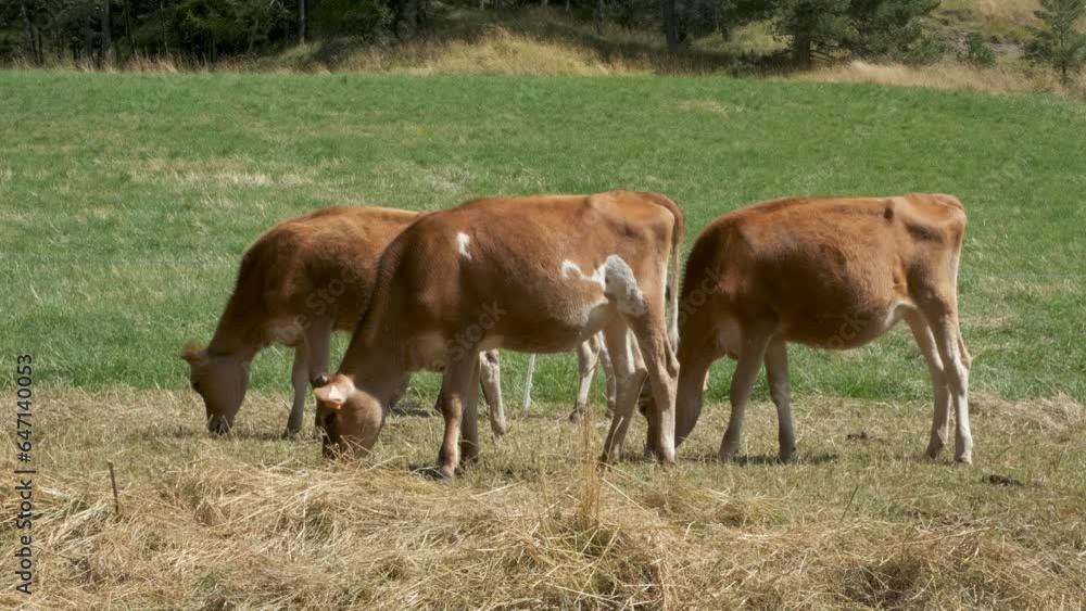 Herd of cows grazing in the French alps Herd of cows grazing in the French alps